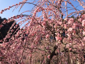 大縣神社の梅まつり5