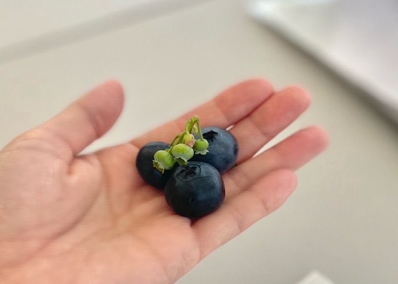 ブルーベリーパーク小牧のテラスカフェMitsubuchi