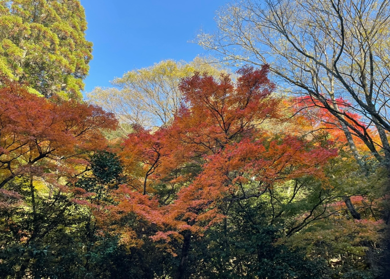 犬山 もみじ寺 紅葉のもみじまつり 寂光院
