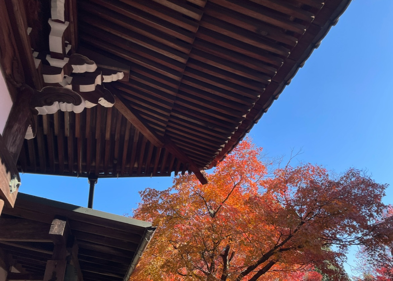 犬山 もみじ寺 紅葉のもみじまつり 寂光院の本堂