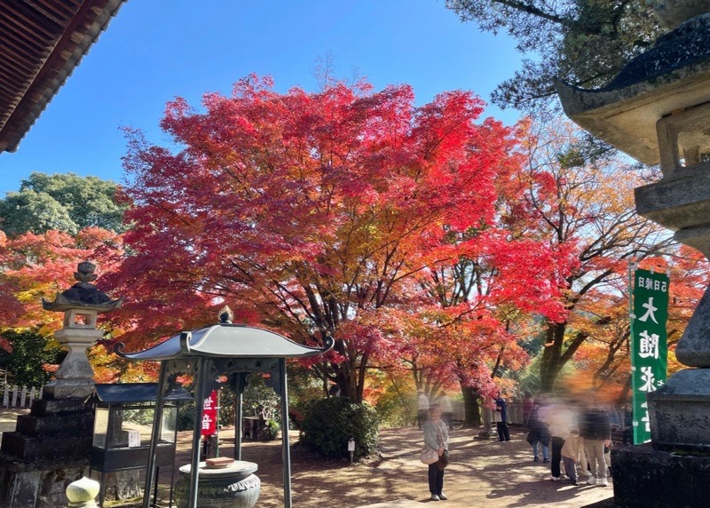 犬山 もみじ寺 紅葉のもみじまつり 寂光院の本堂