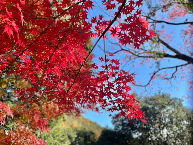 犬山 もみじ寺 紅葉のもみじまつり 寂光院の本堂