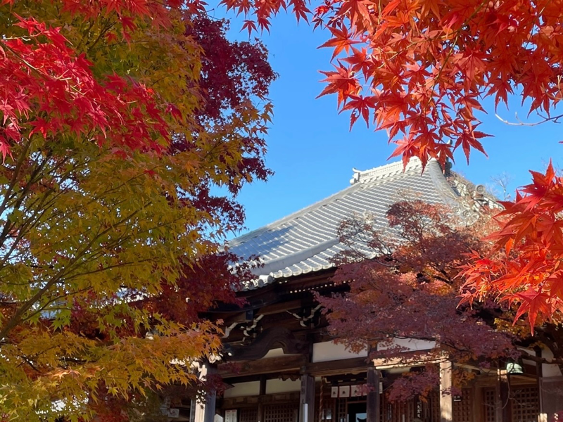犬山 もみじ寺 紅葉のもみじまつり 寂光院の本堂