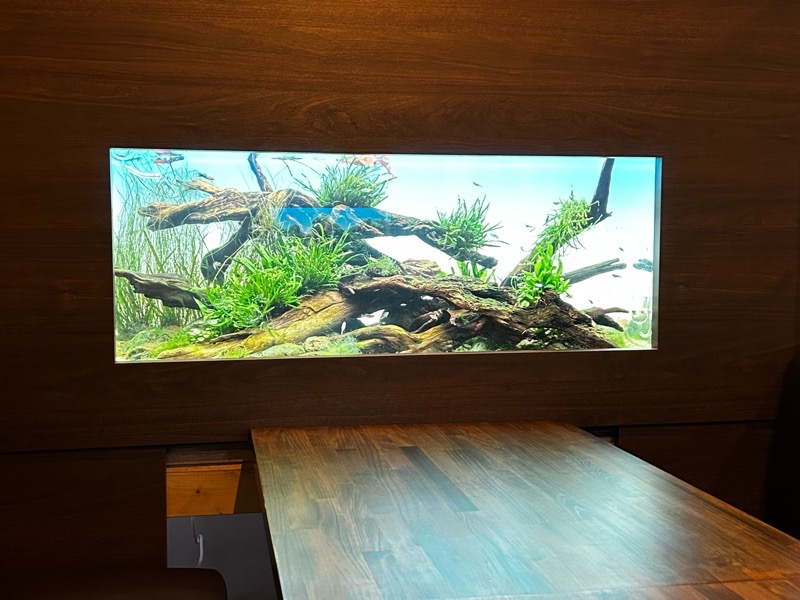 犬山駅ランチ　スパイスカレー＆アクアリウム水流　店内のアクアリウム