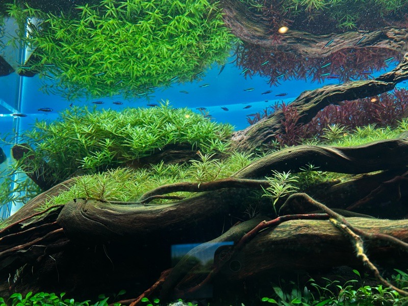 犬山駅ランチ　スパイスカレー＆アクアリウム水流