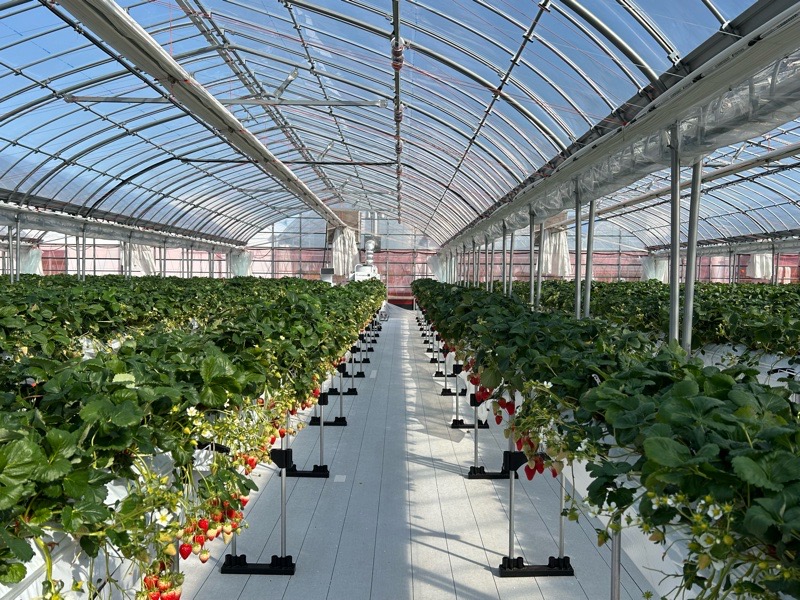 各務原市いちご狩り　LienFermeの施設　いちご農園