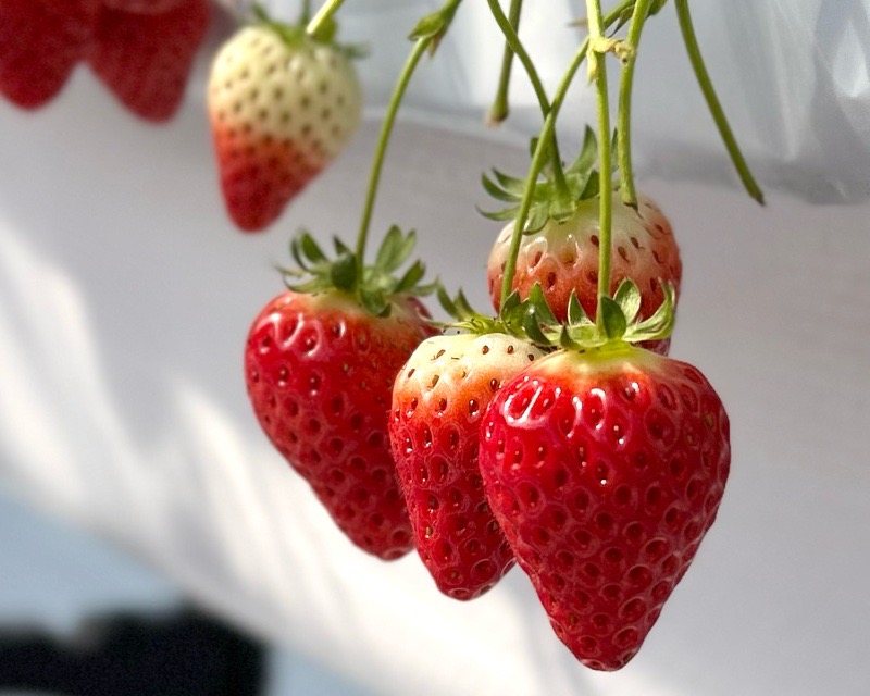 各務原市いちご狩り　LienFermeの施設　いちご農園