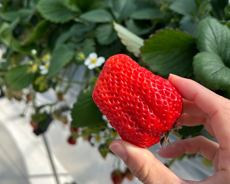 各務原市いちご狩り　LienFermeの施設　いちご農園