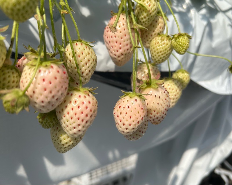 各務原市いちご狩り　LienFermeの施設　いちご農園