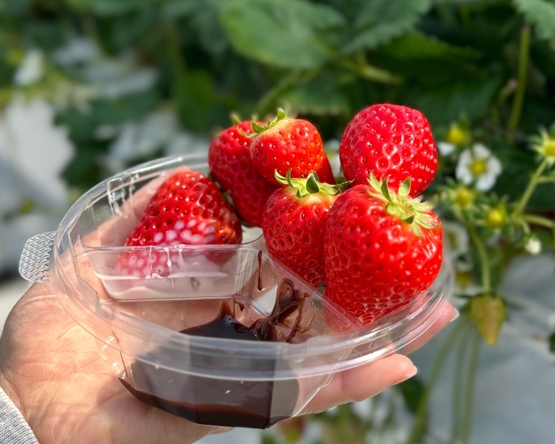 各務原市いちご狩り　LienFermeの施設　いちご農園