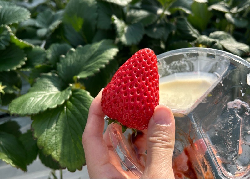 各務原市いちご狩り　LienFermeの施設　いちご農園