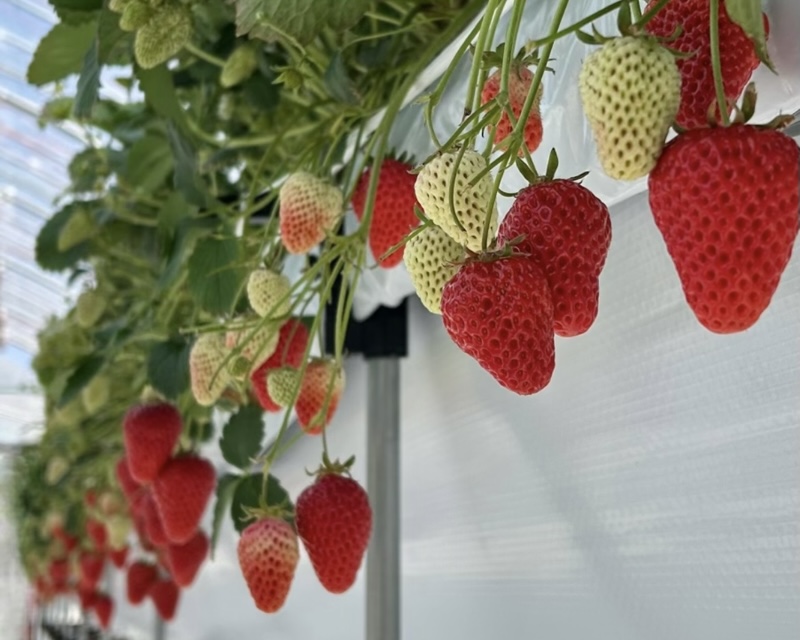 各務原市いちご狩り　LienFermeの施設　いちご農園