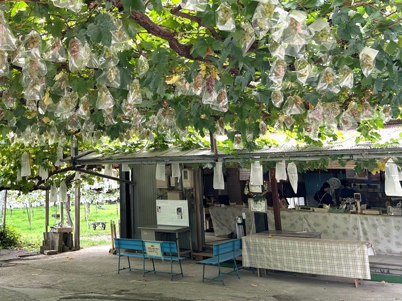 小牧ぶどう農園 鬼頭ぶどう園 直売所