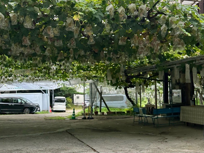 小牧ぶどう農園 鬼頭ぶどう園 直売所